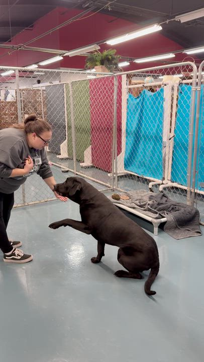 Enlarge Tucker, a ADOPTABLE Black Labrador Retriever in Crystal Lake, IL video 4/5