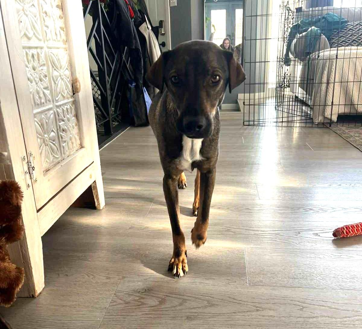 Enlarge Samira, a ADOPTABLE mixed breed in Dunmore, AB image 5/5