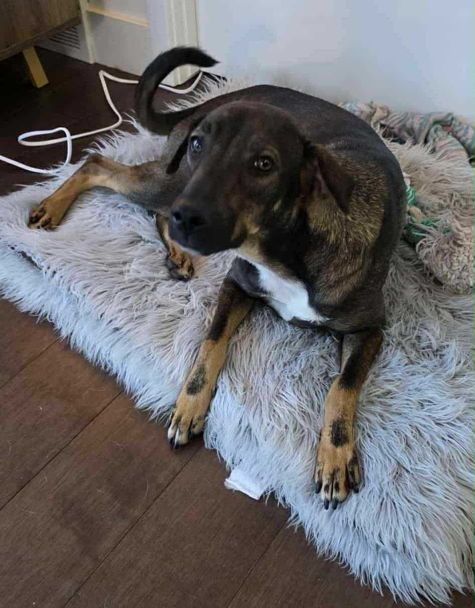 Samira, ADOPTABLE, Adult Female Mixed Breed.