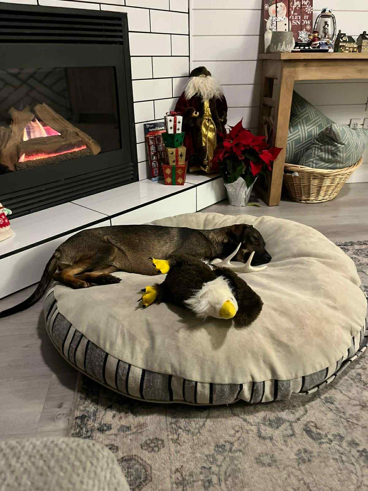 Enlarge Samira, a ADOPTABLE mixed breed in Dunmore, AB image 3/5