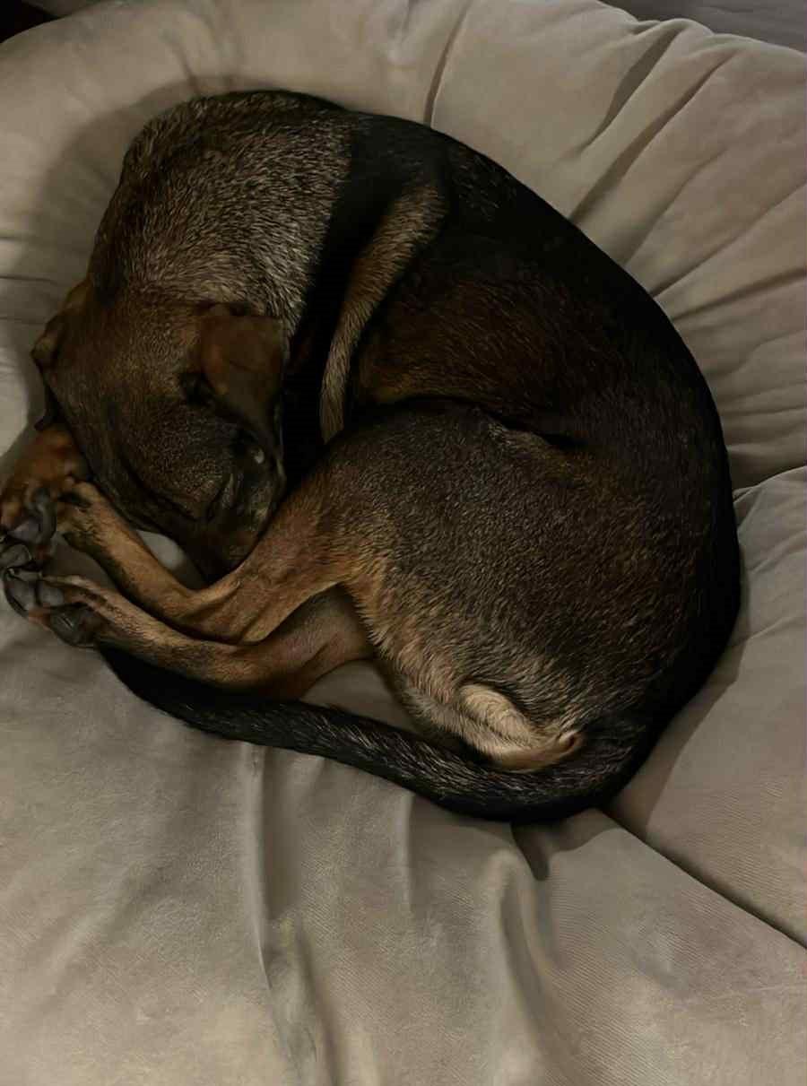 Enlarge Samira, a ADOPTABLE mixed breed in Dunmore, AB image 2/5