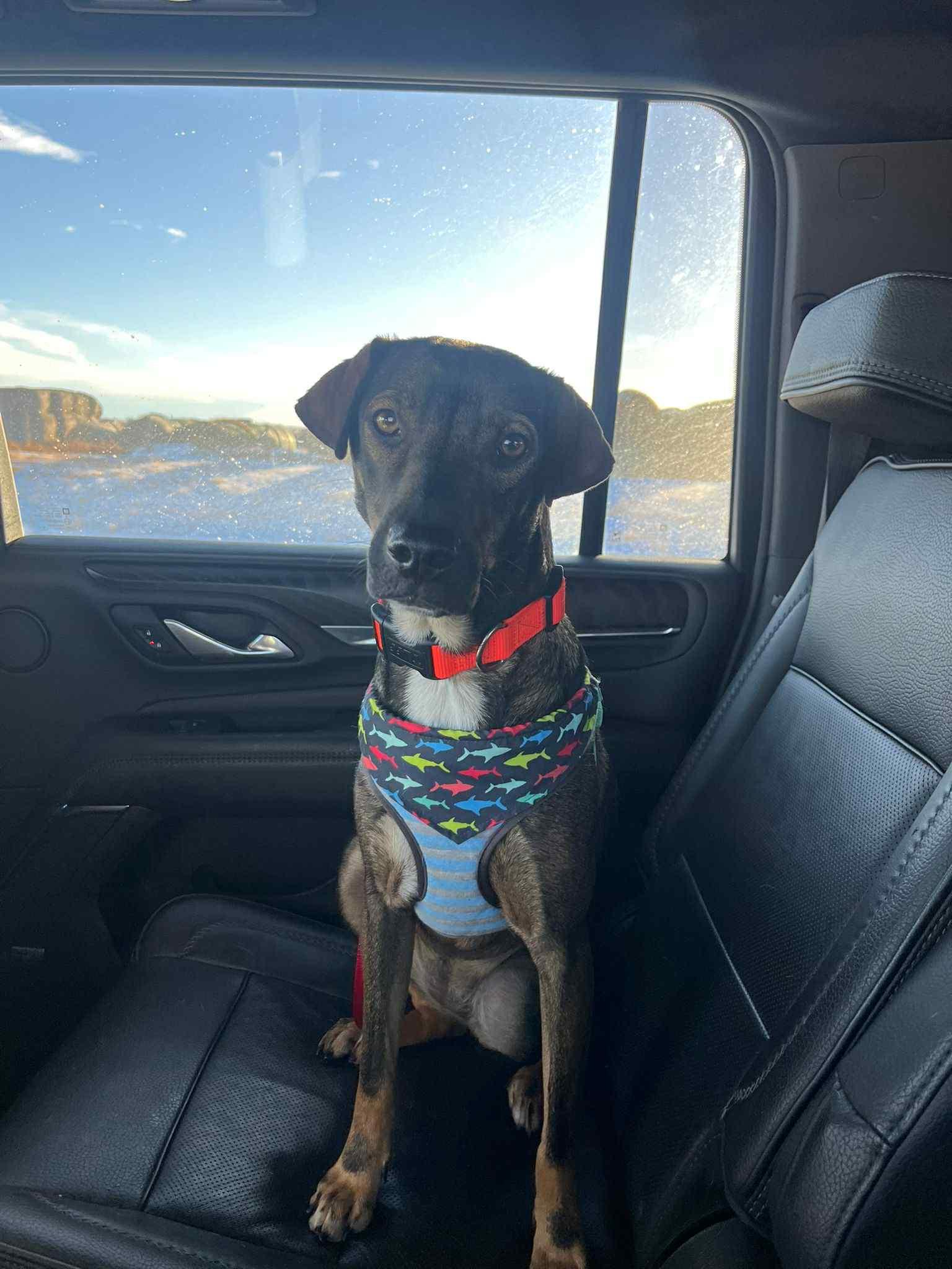 Enlarge Samira, a ADOPTABLE mixed breed in Dunmore, AB image 4/5