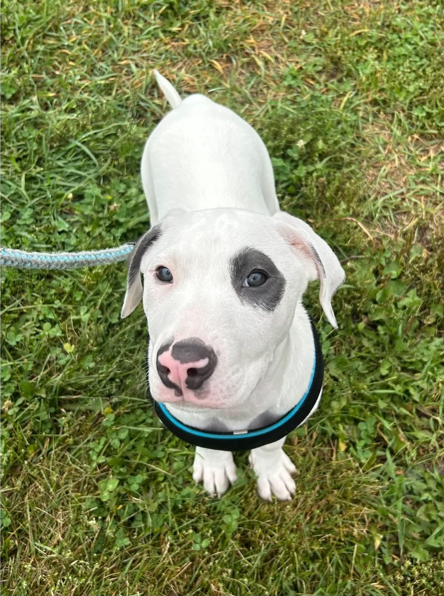 Petey, Adoptable, Puppy Male American Bulldog & Boxer.
