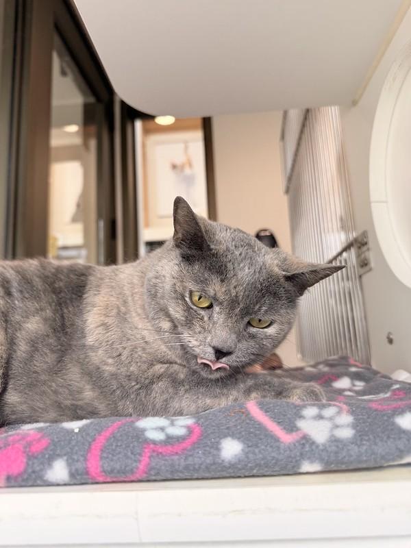 Enlarge Tortellini, a ADOPTABLE Domestic Short Hair in Truckee, CA image 4/4