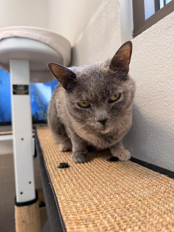Enlarge Tortellini, a ADOPTABLE Domestic Short Hair in Truckee, CA image 2/4