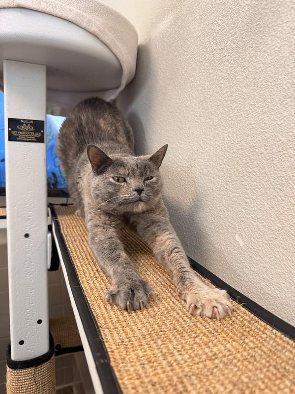 Enlarge Tortellini, a ADOPTABLE Domestic Short Hair in Truckee, CA image 3/4