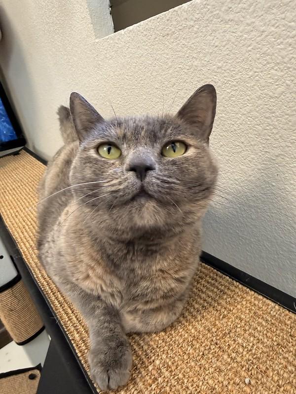 Tortellini, ADOPTABLE, Adult Female Domestic Short Hair.