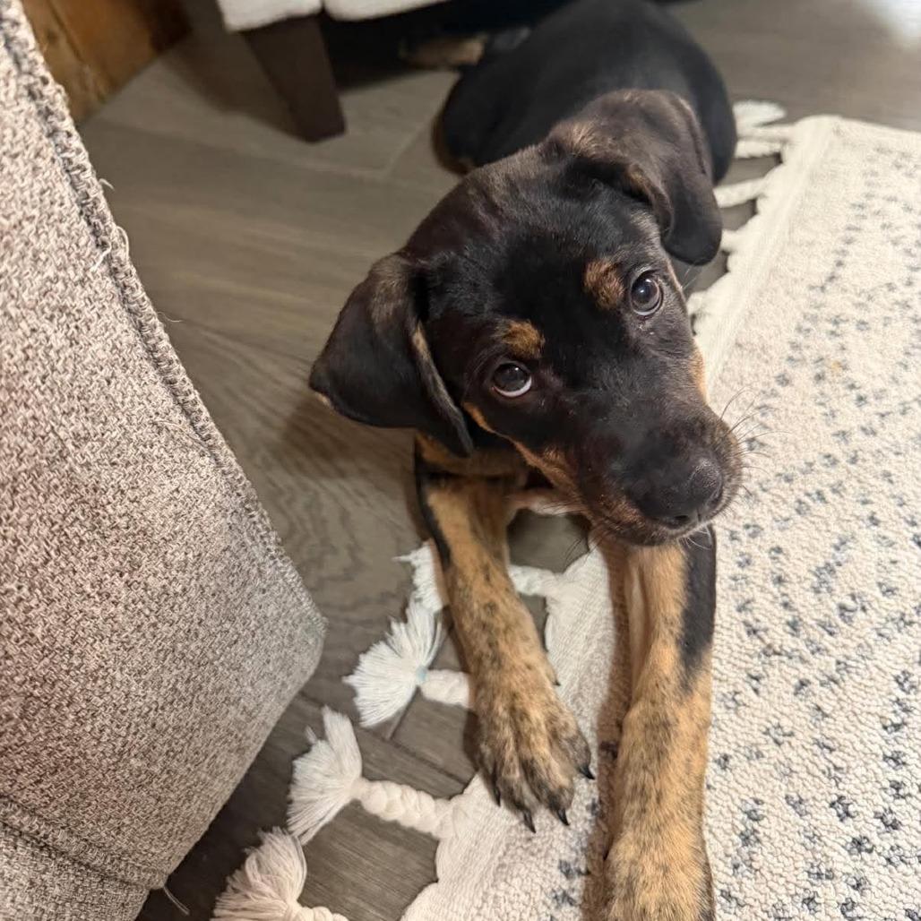 Masie, Adoptable, Puppy Female Mixed Breed.