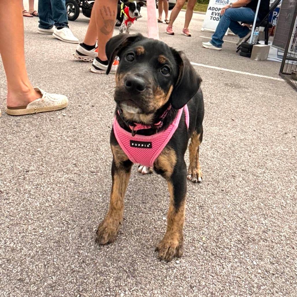 Masie, a Adoptable Mixed Breed in Joliet, IL image 2/4