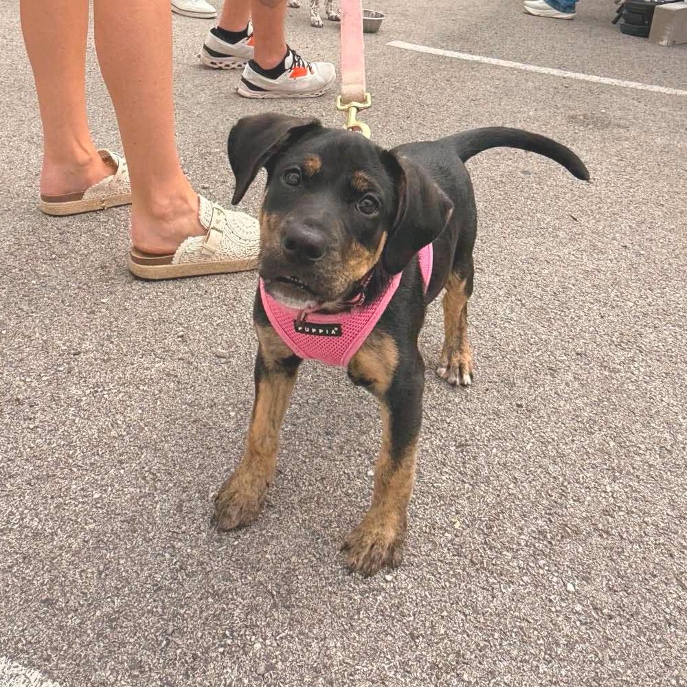 Masie, a Adoptable Mixed Breed in Joliet, IL image 3/4