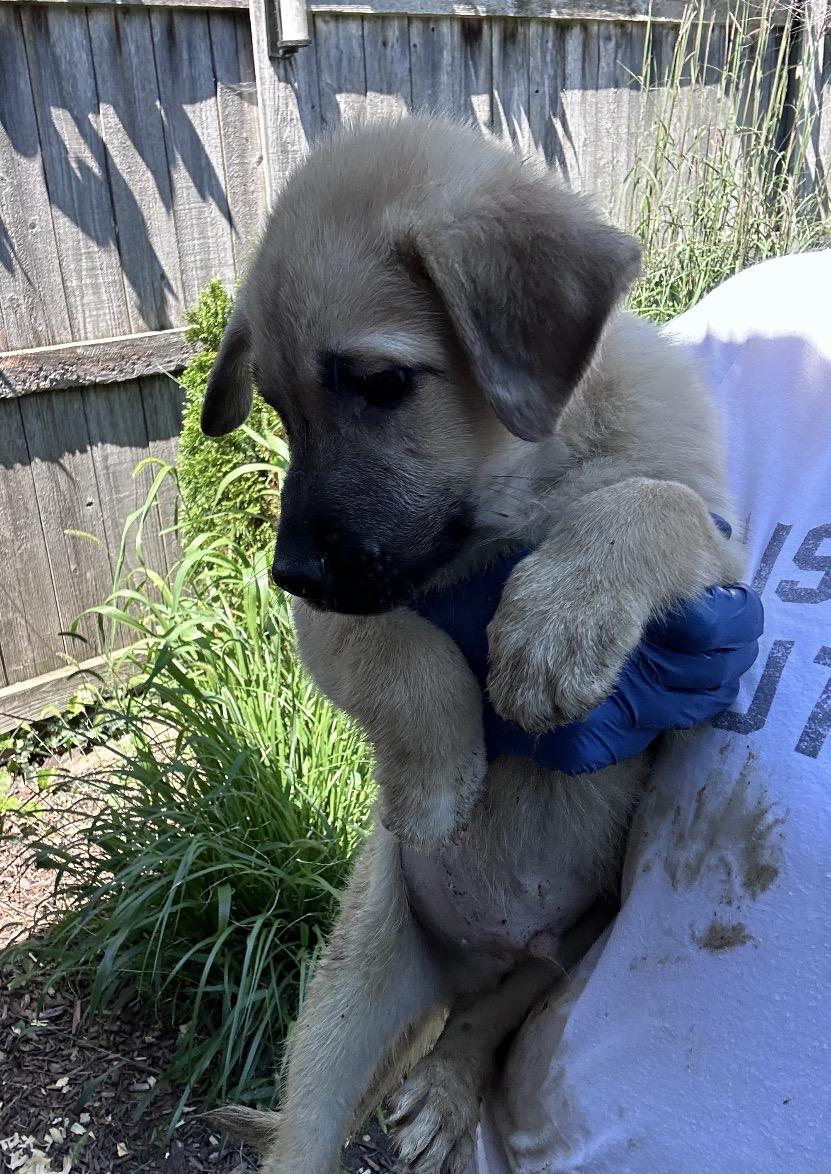 Enlarge Otis, a Adoptable mixed breed in Arlington Heights, IL image 6/6