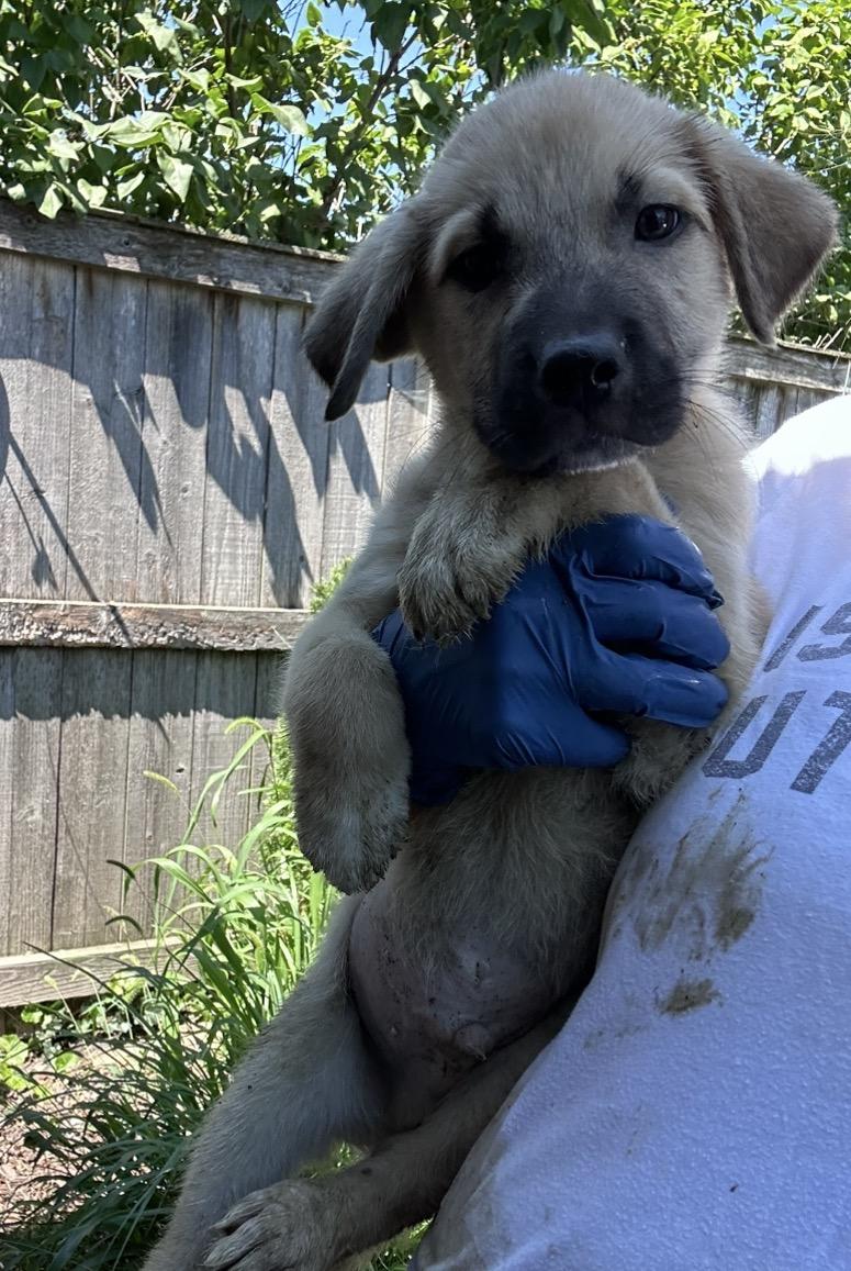 Enlarge Otis, a Adoptable mixed breed in Arlington Heights, IL image 2/6