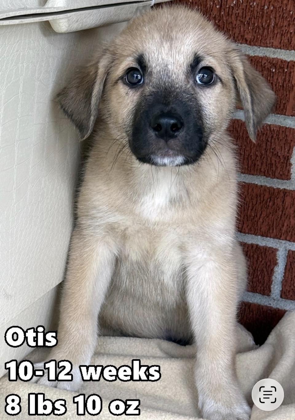 Enlarge Otis, a Adoptable mixed breed in Arlington Heights, IL image 3/6