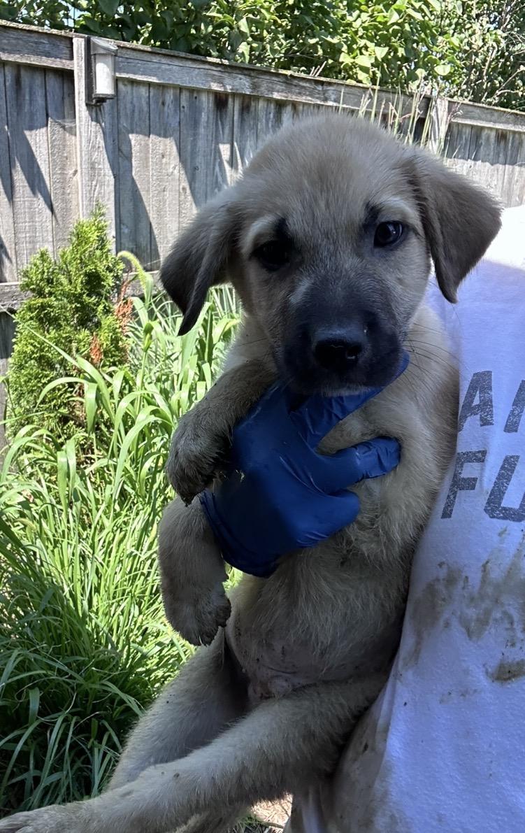 Enlarge Otis, a Adoptable mixed breed in Arlington Heights, IL image 5/6