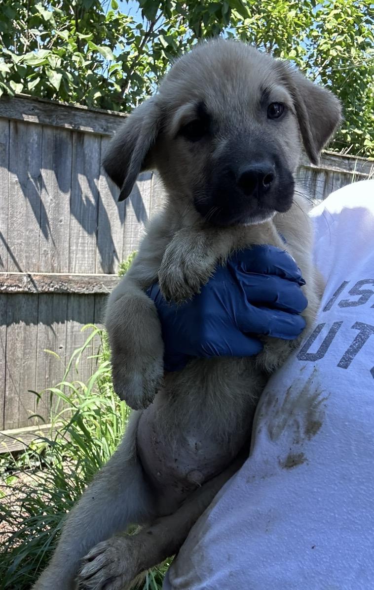 Enlarge Otis, a Adoptable mixed breed in Arlington Heights, IL image 1/6