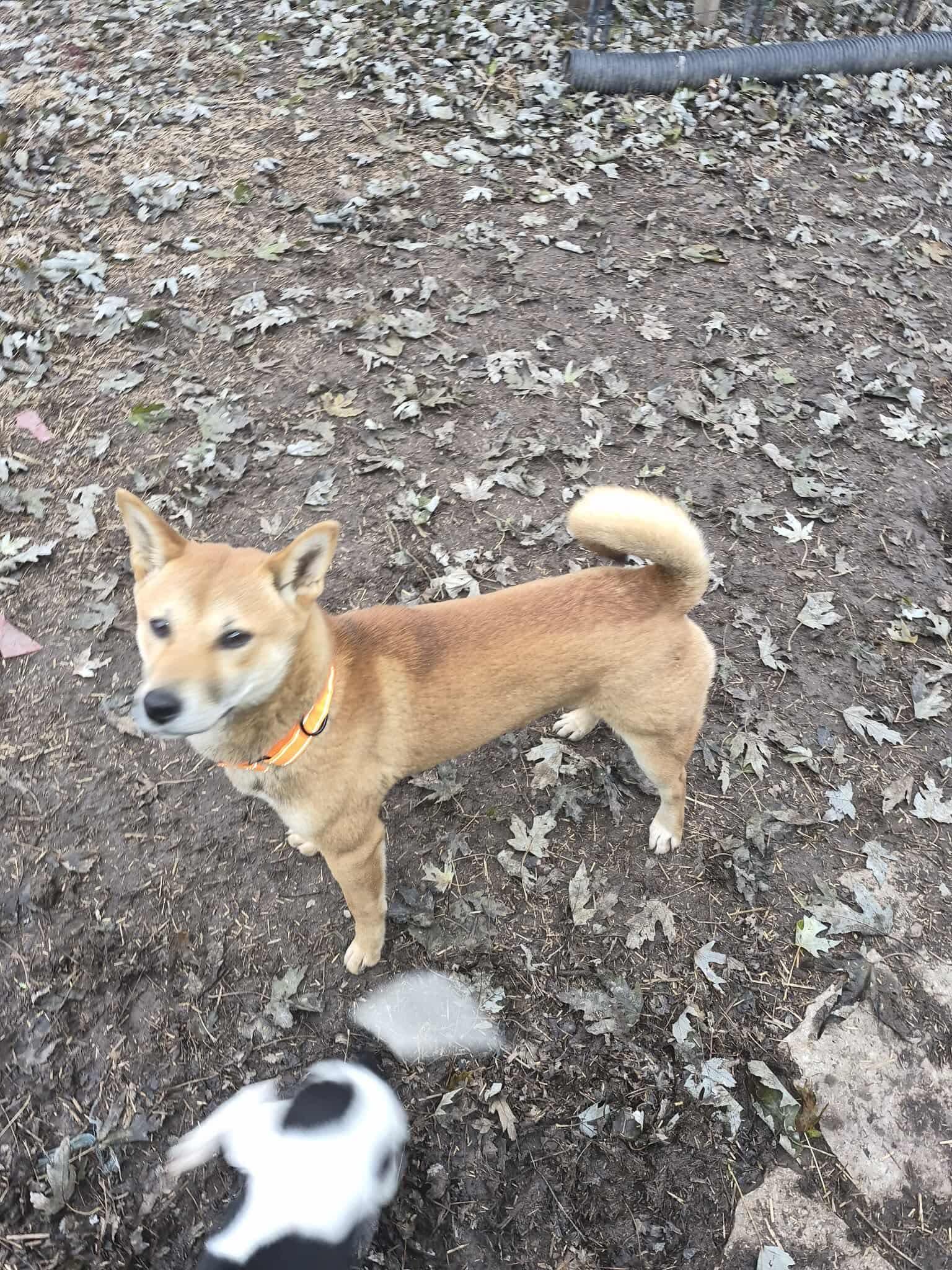 Enlarge Troy, a ADOPTABLE Shiba Inu in Dayton, OH image 1/1