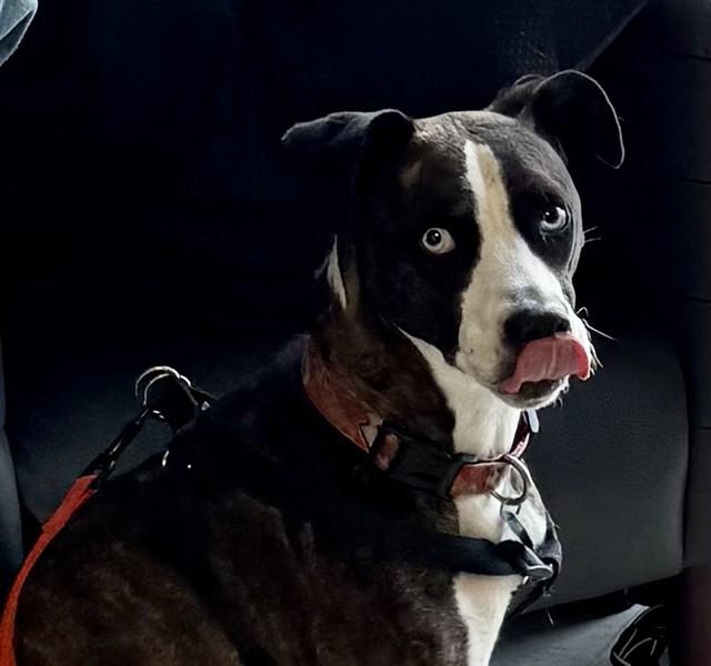 Enlarge FIONA, a Adoptable mixed breed in Olathe, KS image 1/1