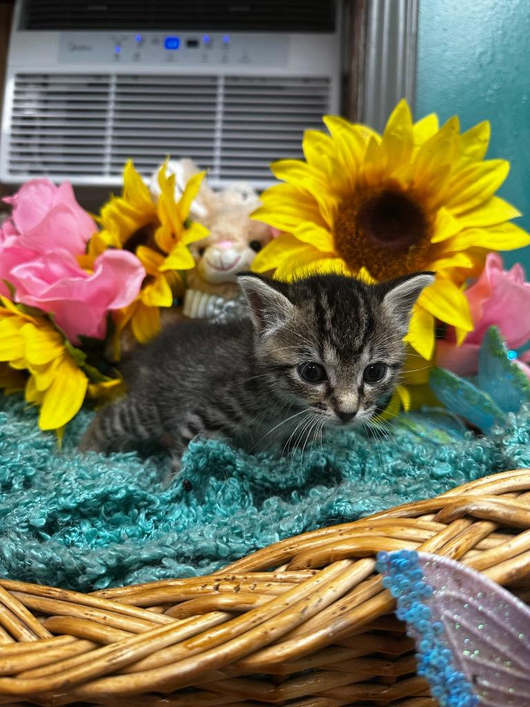 Enlarge Elanor, a Adoptable mixed breed in Rockport, TX image 2/2