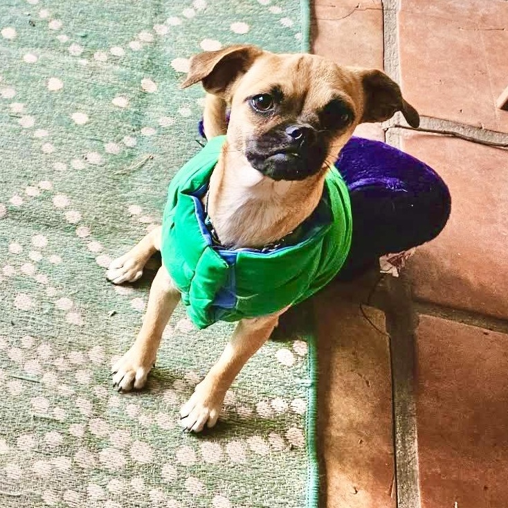 Enlarge Angie, a Adoptable mixed breed in Austin, MN image 2/6