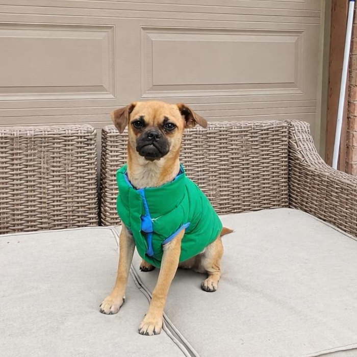 Enlarge Angie, a Adoptable mixed breed in Austin, MN image 1/6