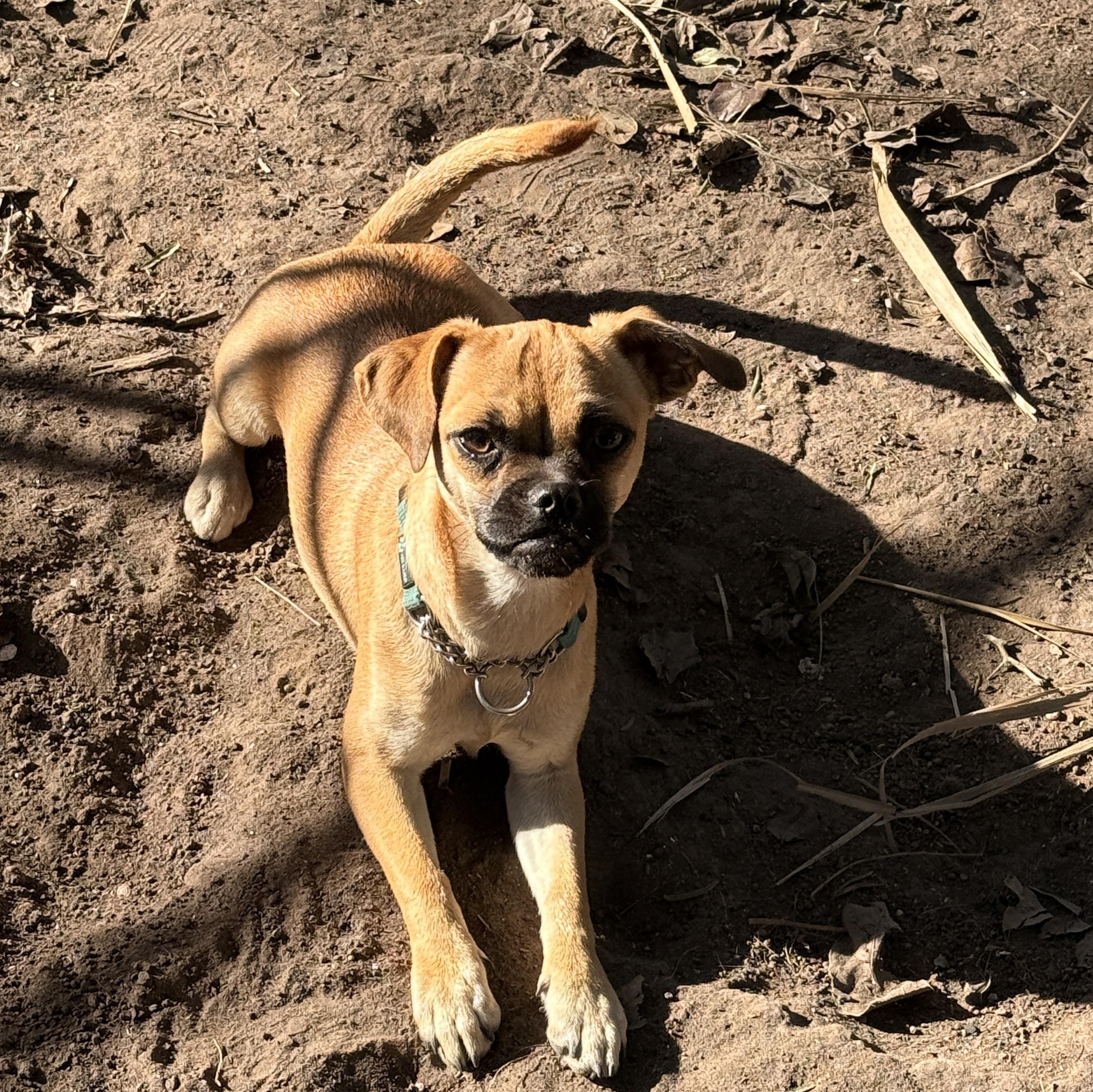 Enlarge Angie, a Adoptable mixed breed in Austin, MN image 5/6