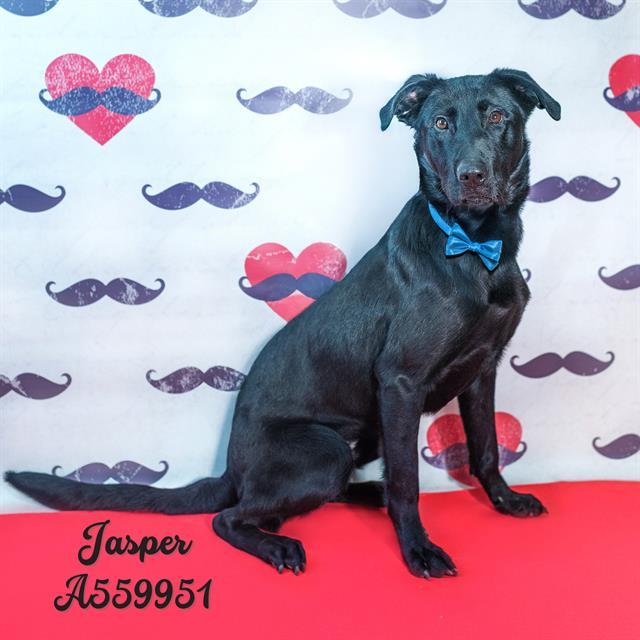JASPER, Adoptable, Adult Male Black and Tan Coonhound.