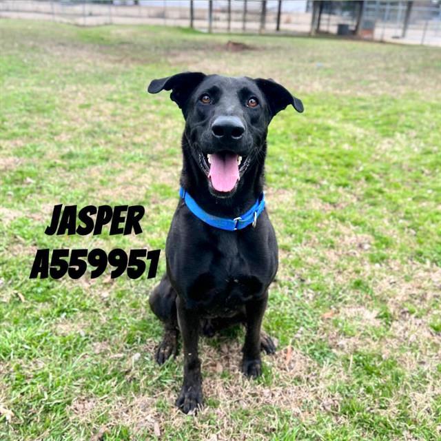 Enlarge JASPER, a Adoptable Black and Tan Coonhound in Huntsville, AL image 1/1