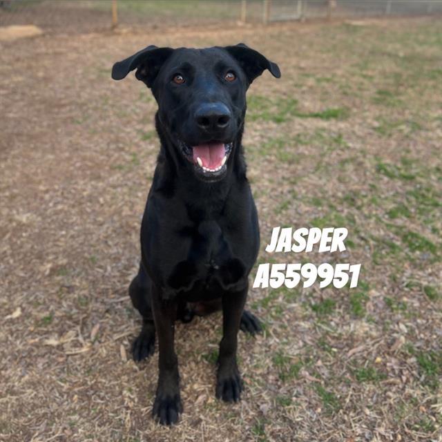 Enlarge JASPER, a Adoptable Black and Tan Coonhound in Huntsville, AL image 1/1