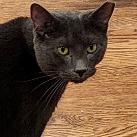 Enlarge Chris, a Adoptable Domestic Short Hair in Lancaster, VA image 1/1