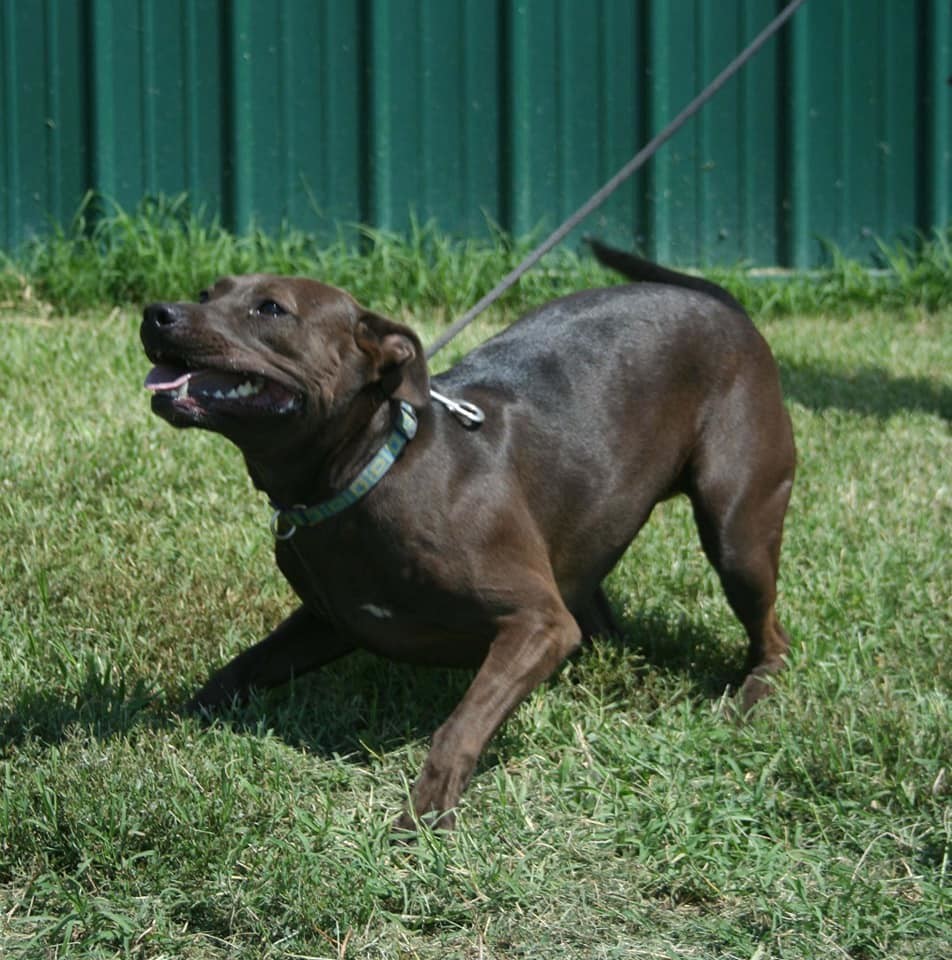 Cress, a Adoptable mixed breed in Lenexa, KS image 1/12