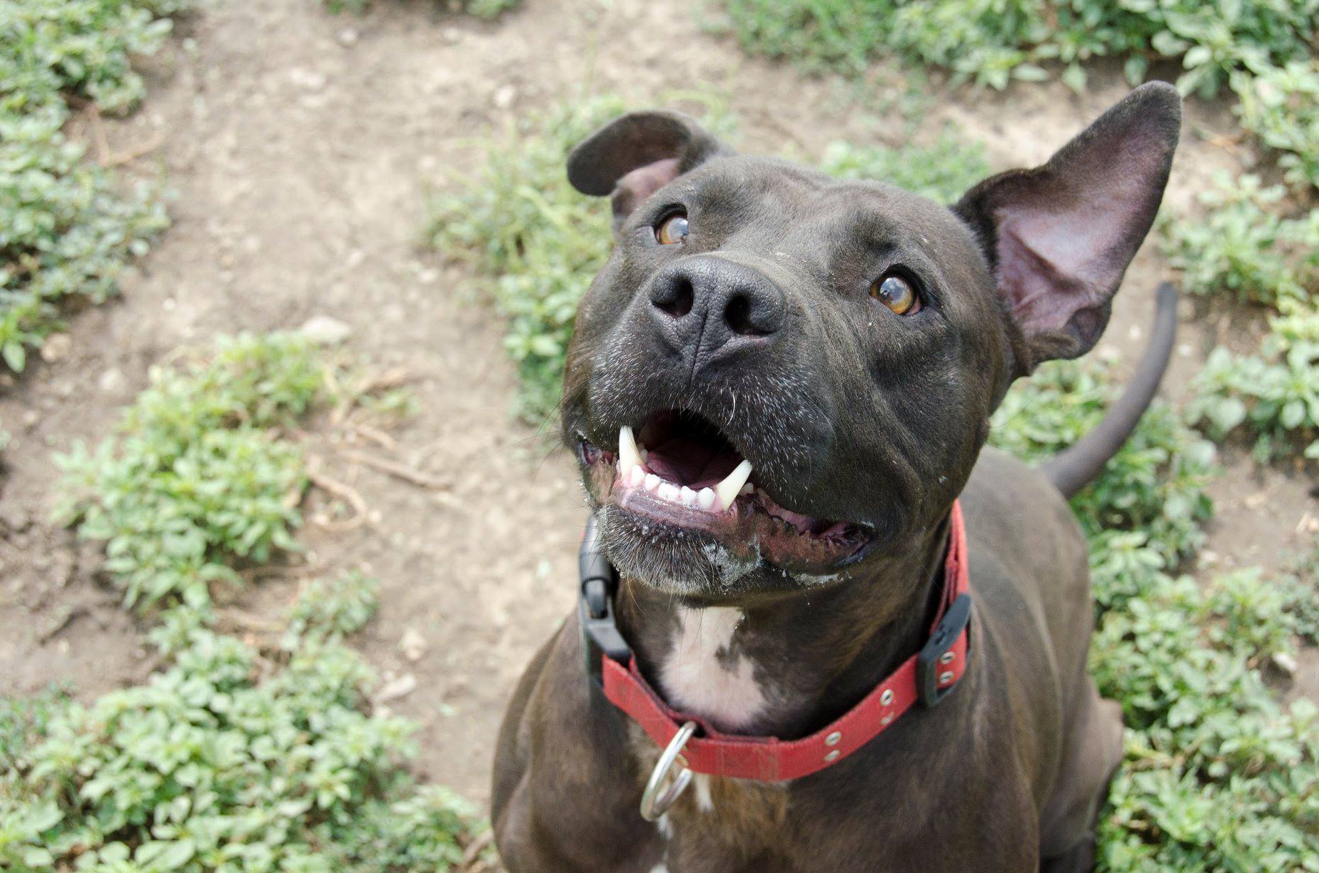 Cress, a Adoptable mixed breed in Lenexa, KS image 2/12