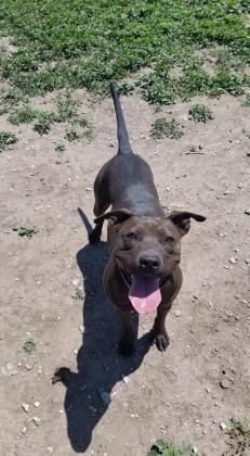 Cress, a Adoptable mixed breed in Lenexa, KS image 4/12