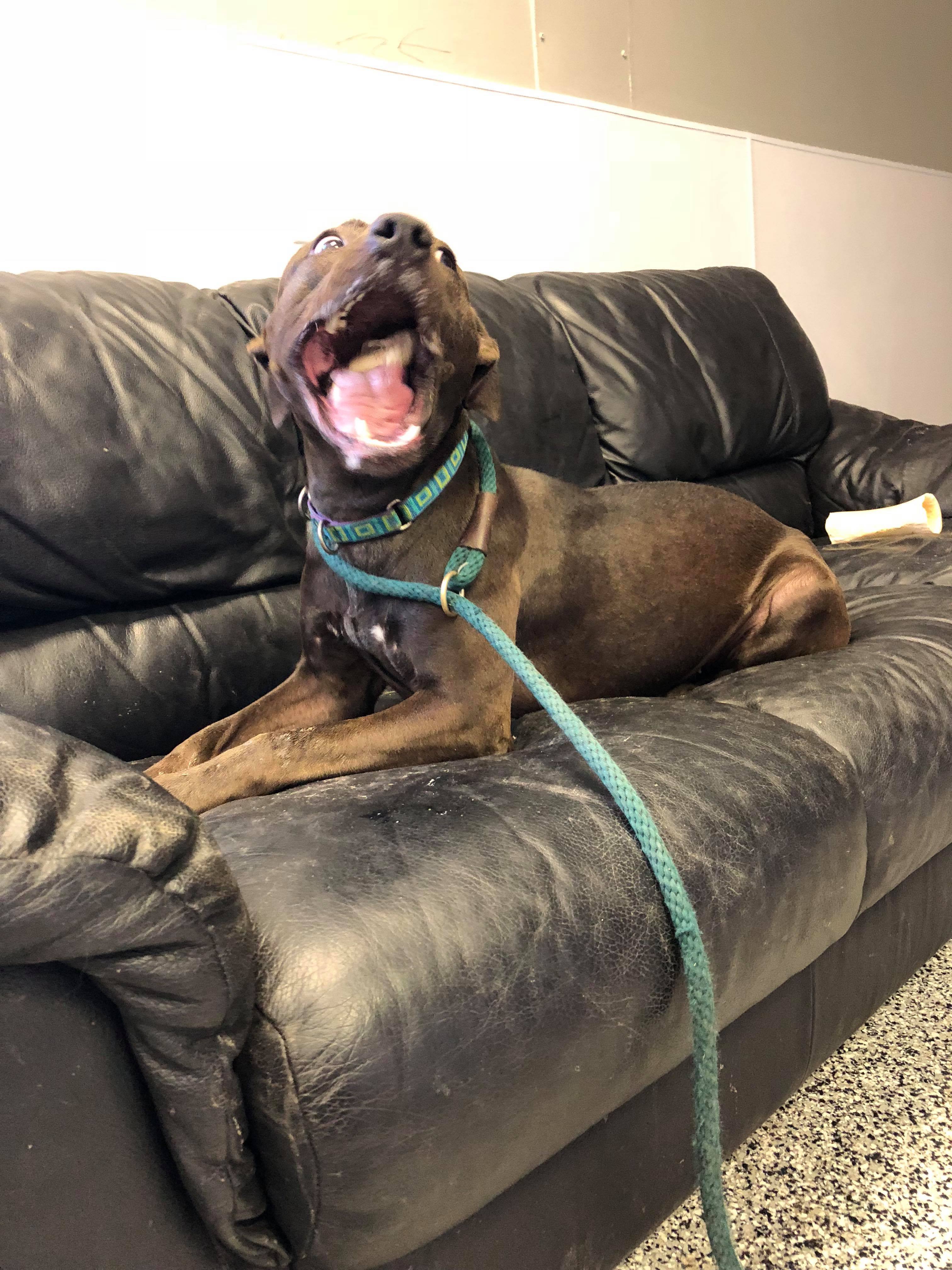 Cress, a Adoptable mixed breed in Lenexa, KS image 5/12