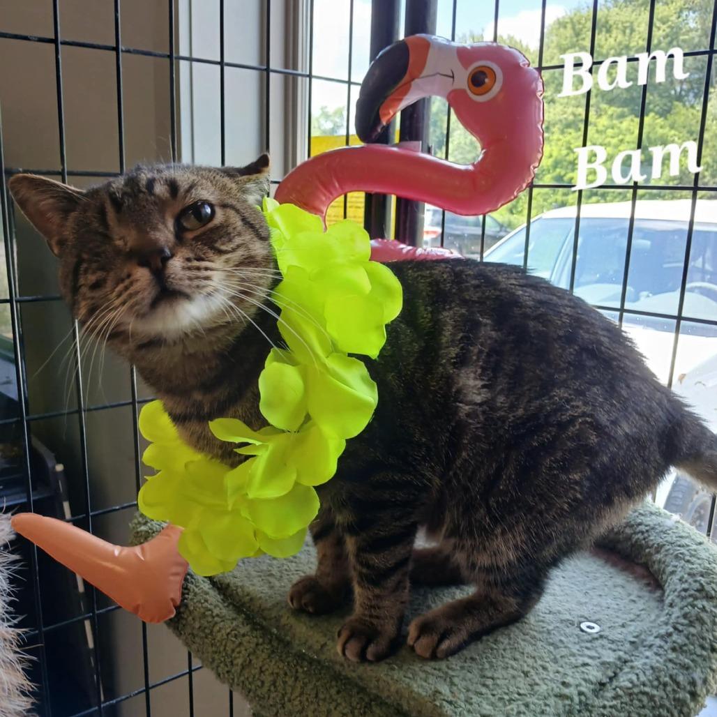 Bam Bam, Adoptable, Adult Male Domestic Short Hair.