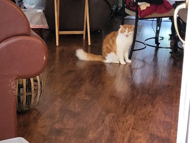 Enlarge Thomas, a Adoptable mixed breed in Blountville, TN image 2/3