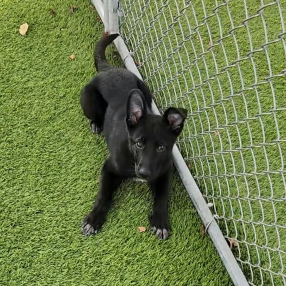 Enlarge Chelsea, a Adoptable mixed breed in Cedar Rapids, IA image 3/4