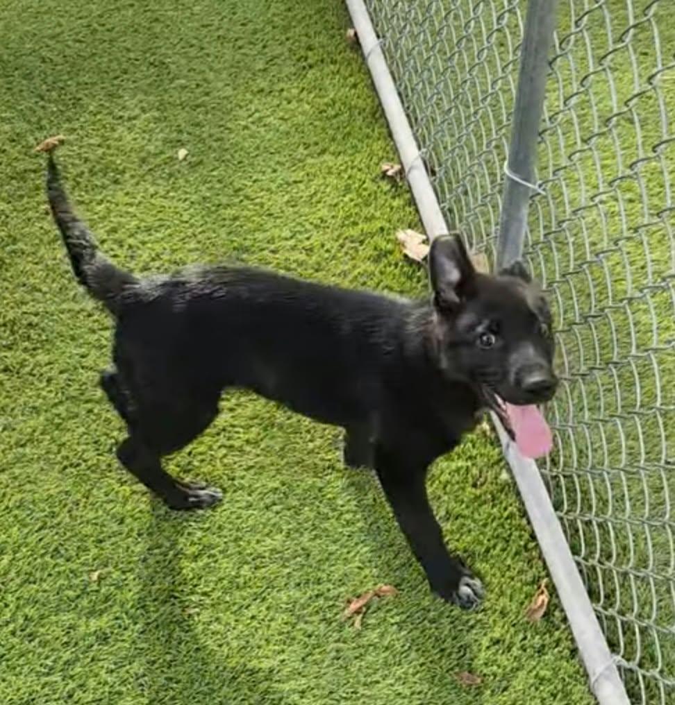 Enlarge Chelsea, a Adoptable mixed breed in Cedar Rapids, IA image 4/4