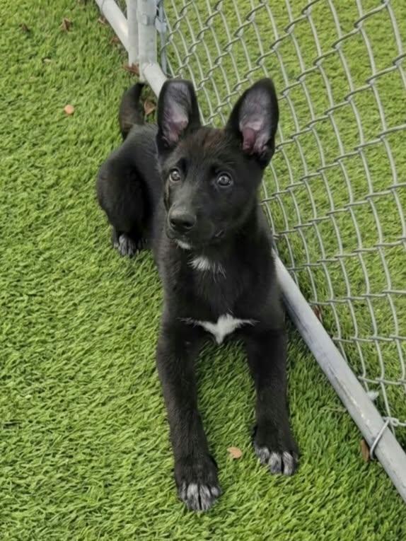 Enlarge Chelsea, a Adoptable mixed breed in Cedar Rapids, IA image 2/4