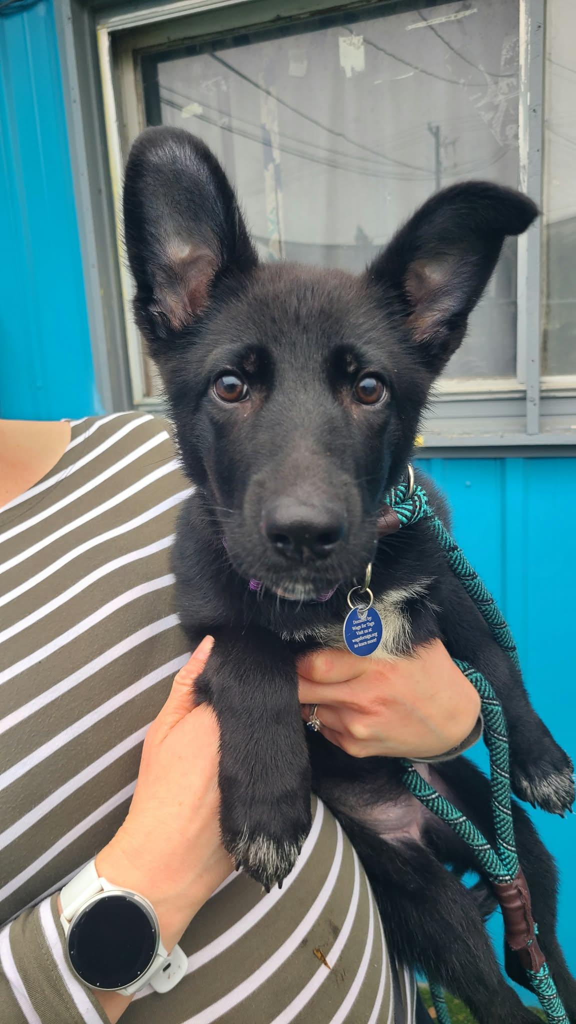 Chelsea, Adoptable, Puppy Female Shepherd & Mixed Breed.