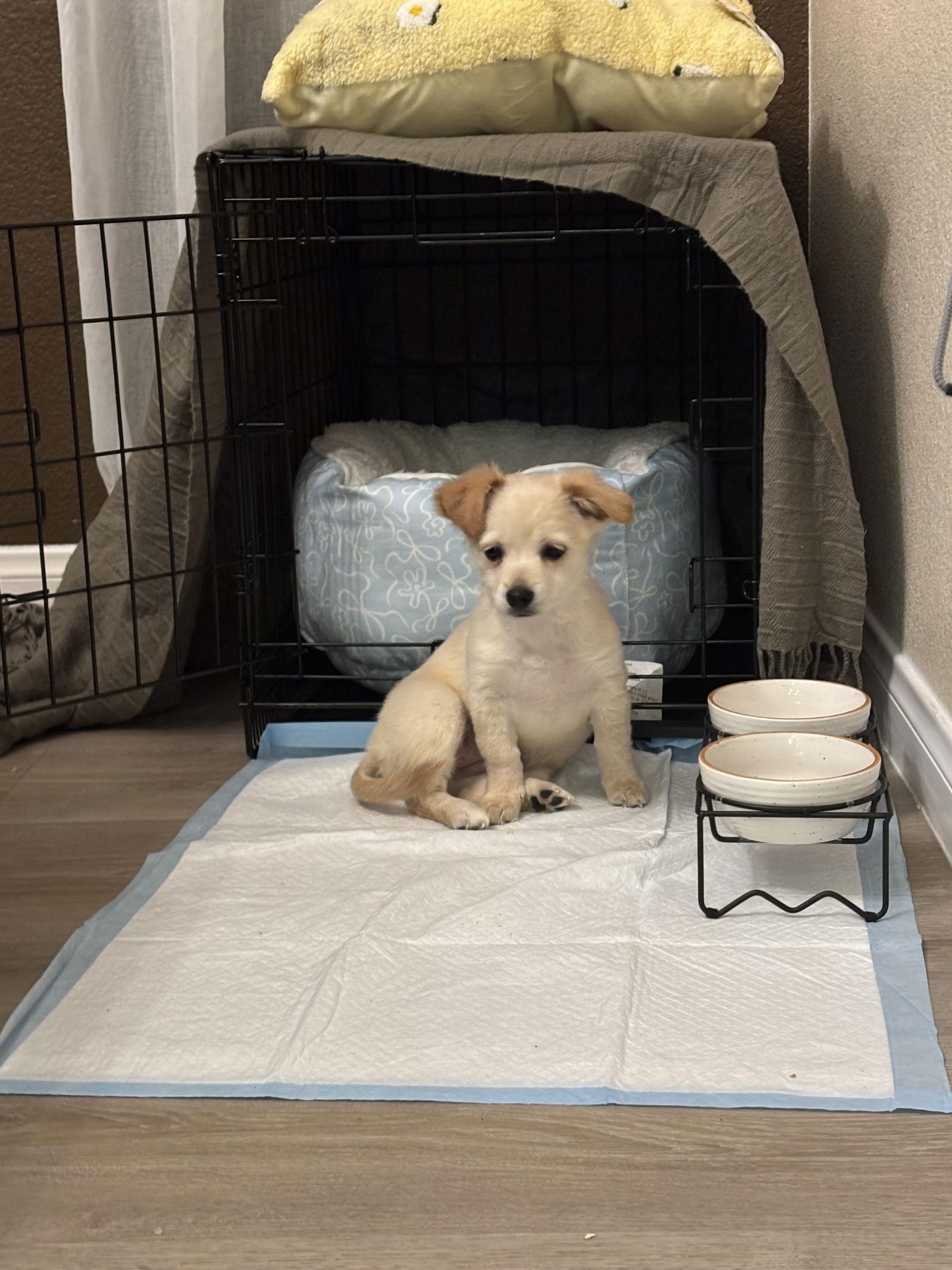 Waffle, a Adopted mixed breed in Fullerton, CA image 1/3