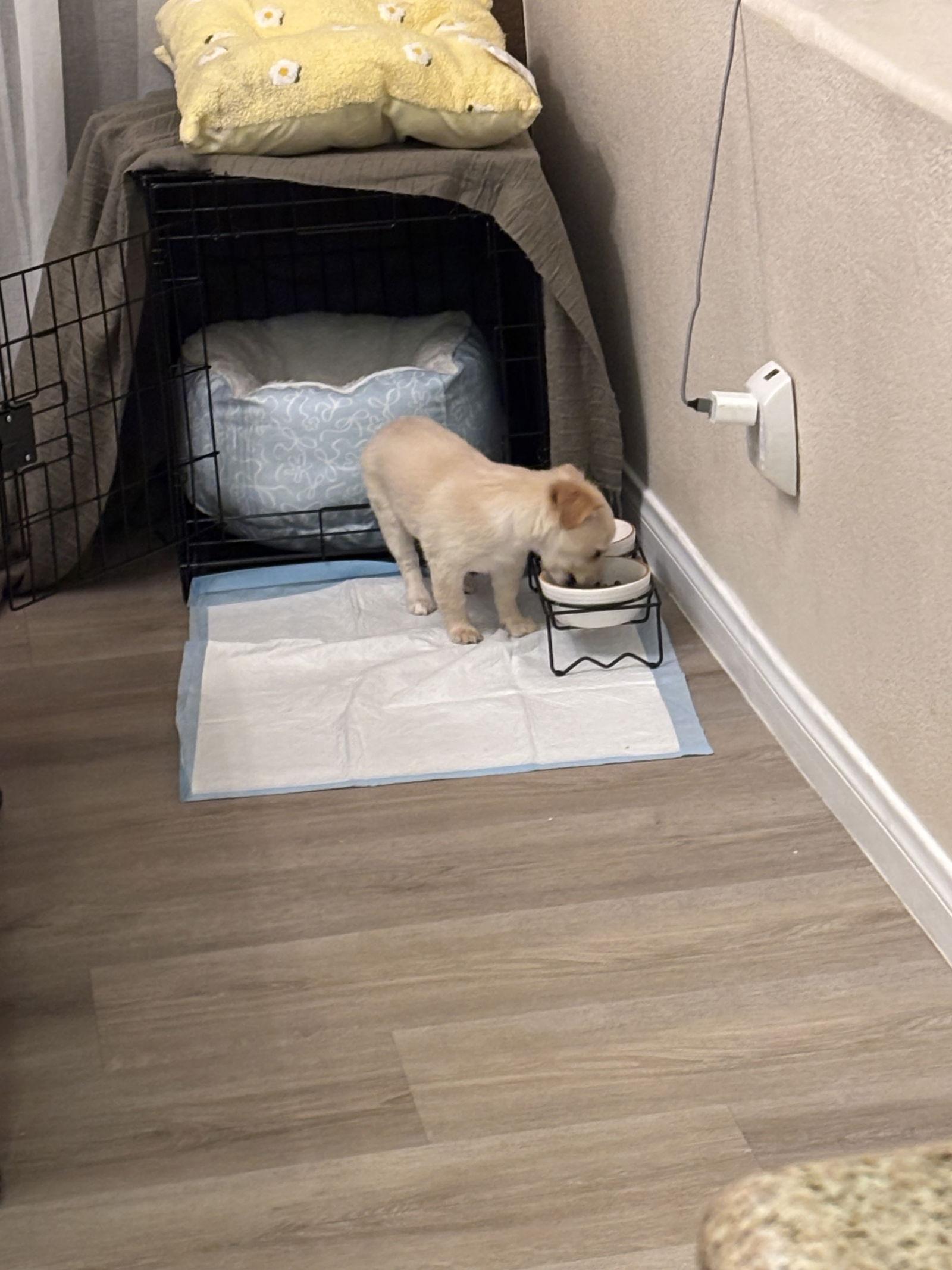 Waffle, a Adopted mixed breed in Fullerton, CA image 2/3