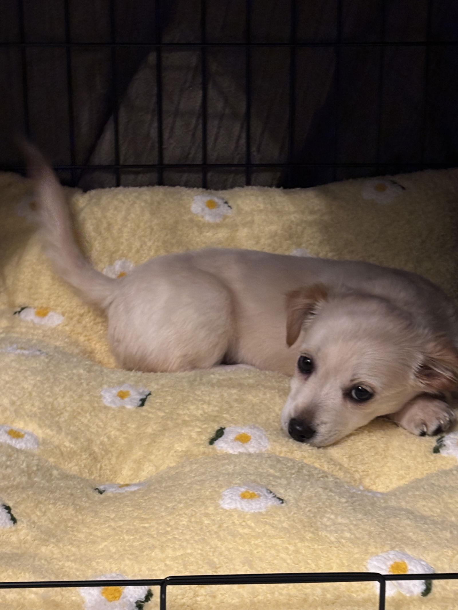 Waffle, a Adopted mixed breed in Fullerton, CA image 3/3