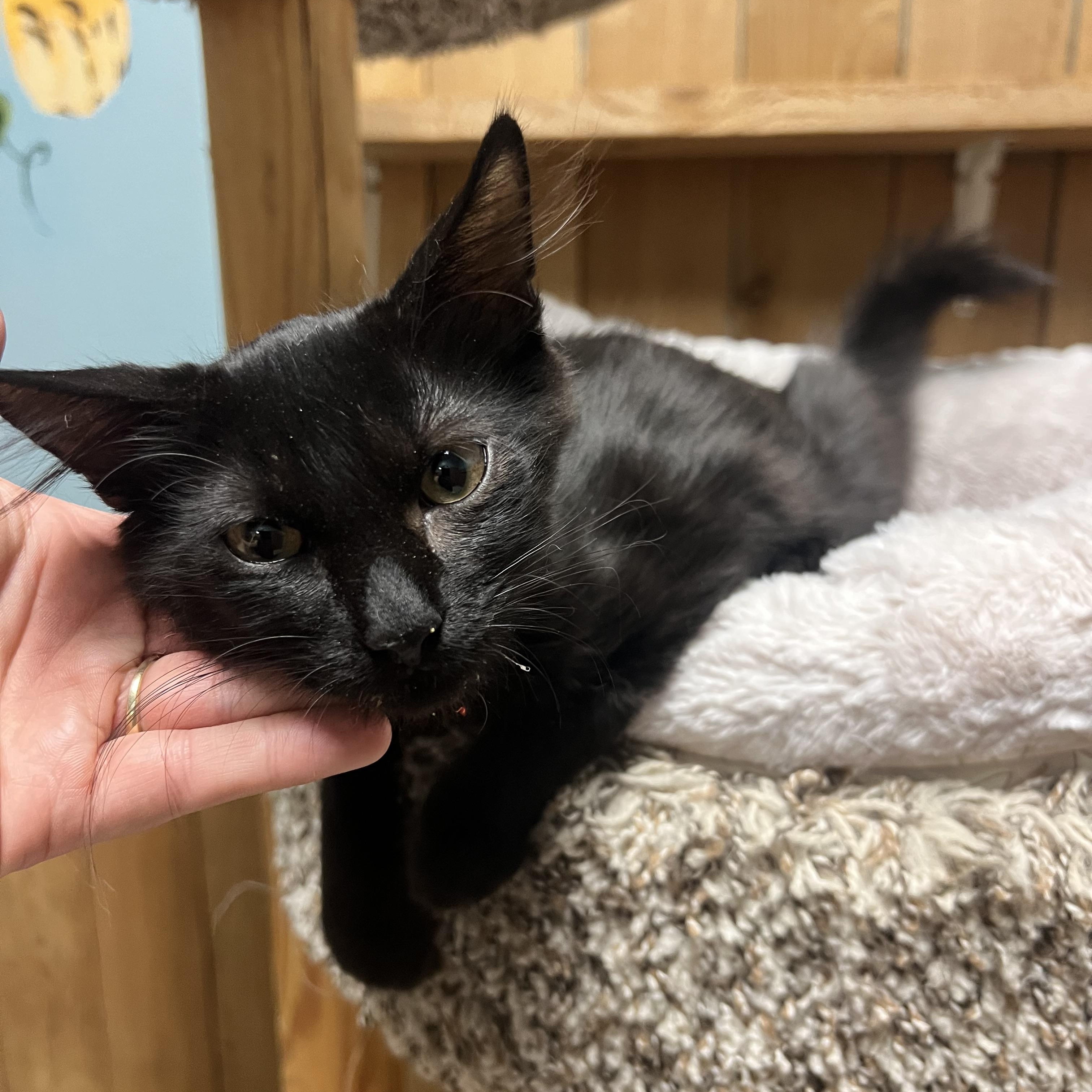 Enlarge Miso, a Adoptable Domestic Medium Hair in Spokane, WA image 1/3