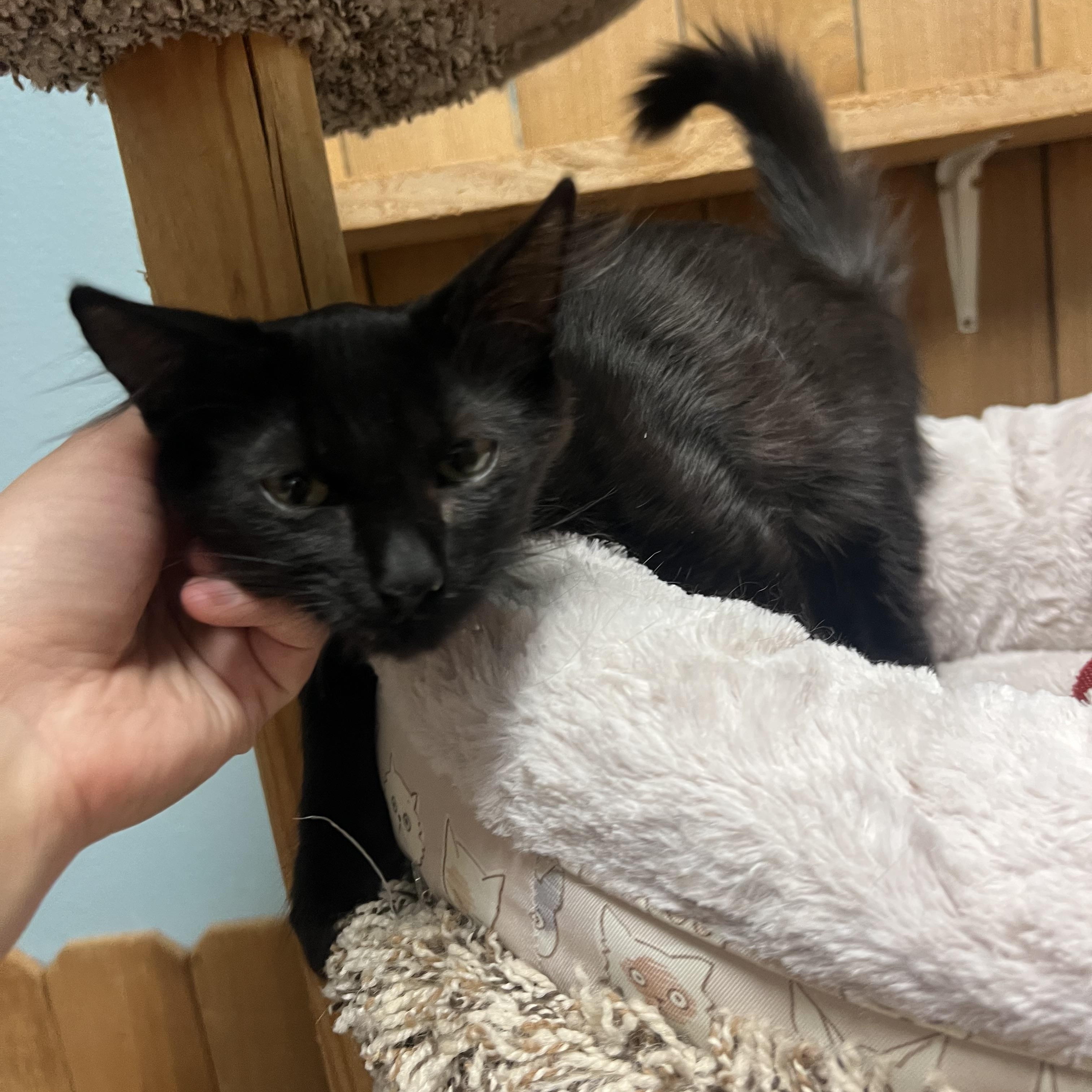 Enlarge Miso, a Adoptable Domestic Medium Hair in Spokane, WA image 3/3