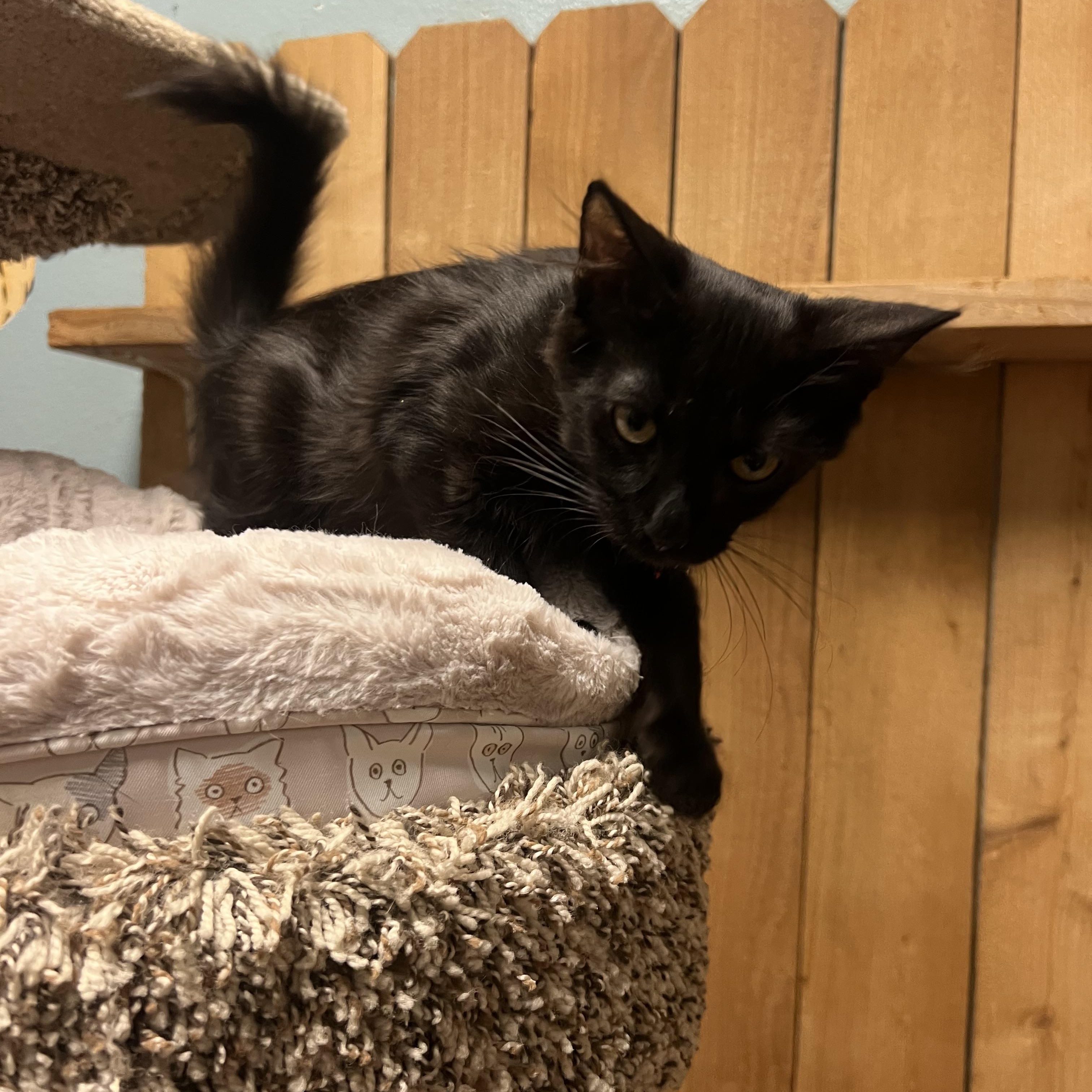 Enlarge Miso, a Adoptable Domestic Medium Hair in Spokane, WA image 2/3