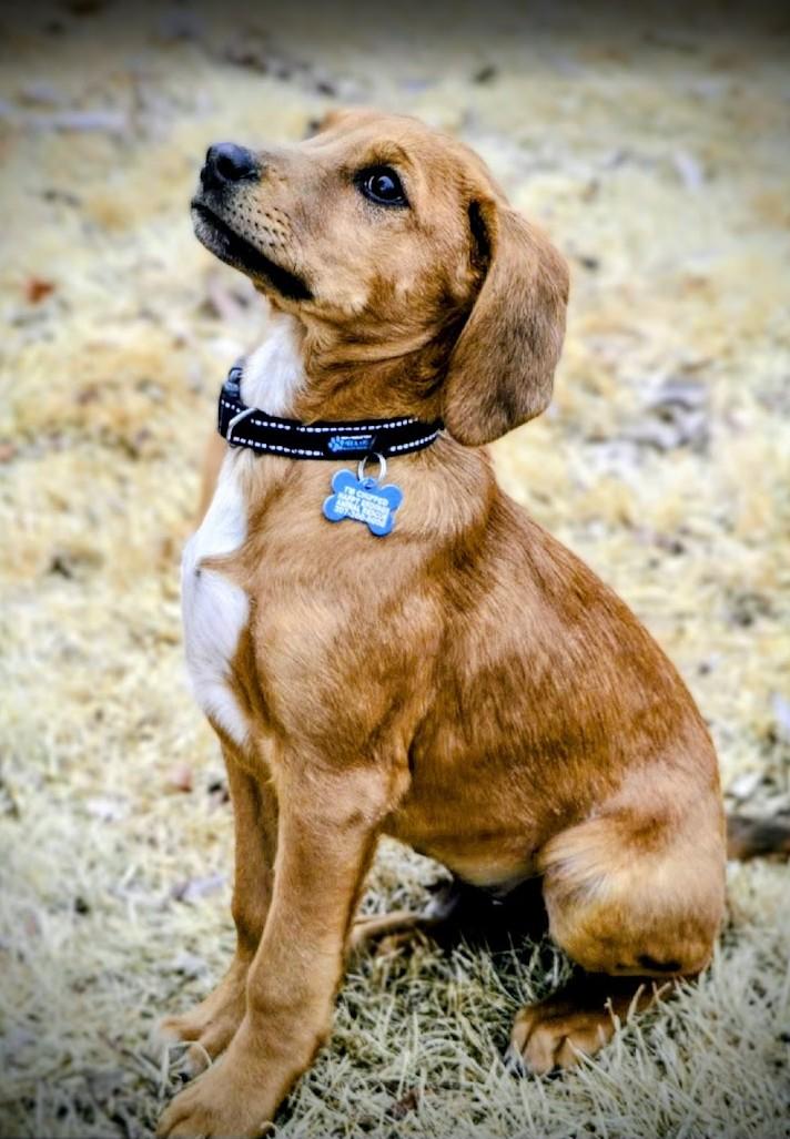 Velvet, a ADOPTABLE mixed breed in Pinedale, WY image 3/5
