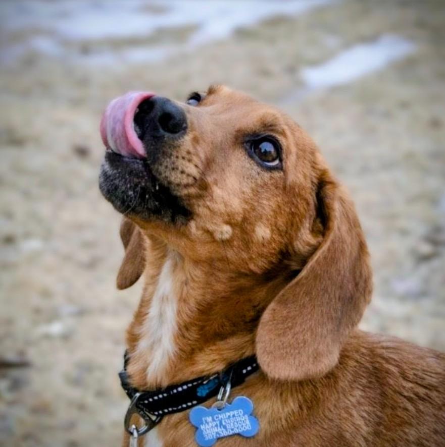Velvet, a ADOPTABLE mixed breed in Pinedale, WY image 5/5