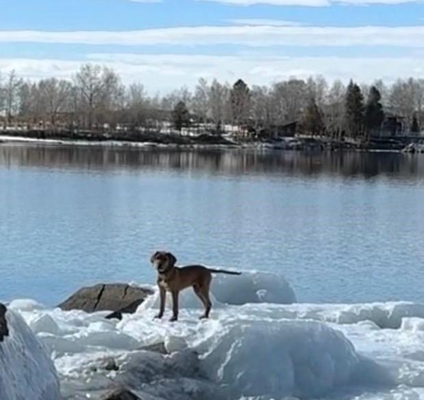 Enlarge Velvet, an adopted mixed breed in Pinedale, WY image 3/6