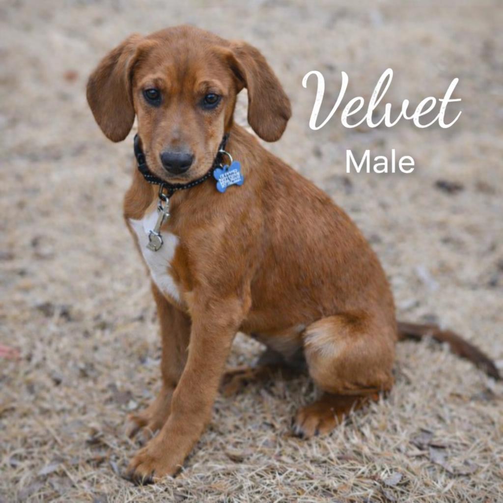 Velvet, ADOPTABLE, Puppy Male Coonhound & Labrador Retriever.