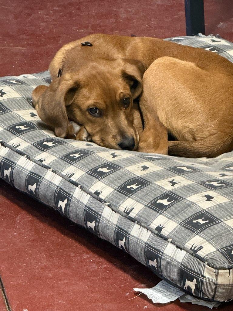 Velvet, adopted, Puppy Male Coonhound & Labrador Retriever.